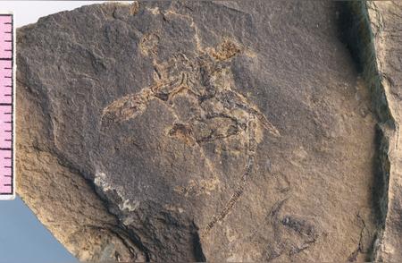 2.5亿年前化石宝库揭秘：我国发现史上最大生物大灭绝后的新世界