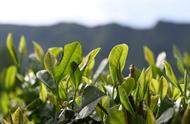 探索黄茶的魅力：一种独特的茶叶品种