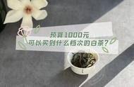 新手喝白茶：几十元、几百元和上千元的茶叶，哪个价位最适合？