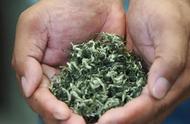 江苏绿茶：揭秘12种鲜为人知的佳品