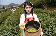 春日花海，品鉴绿茶：如何挑选优质绿茶？