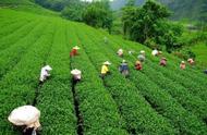 安吉白茶：绿茶家族的一员，而非传统六类茶中的白茶