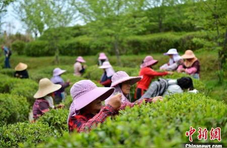 福州春季茶园开启采摘季